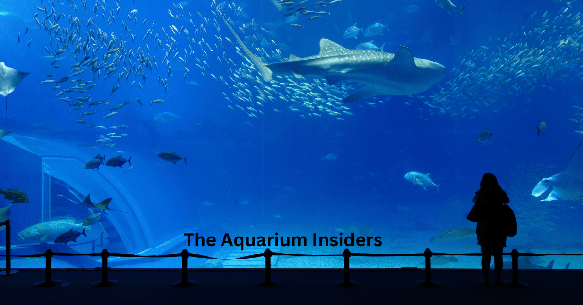 “Why the Lisbon Oceanarium Is Europe’s Most Underrated Aquarium”