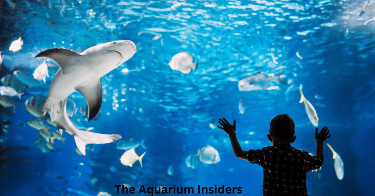 Dubai Aquarium Inside Dubai Mall: Complete Visitor Guide (Tickets, Tips & Best Time)